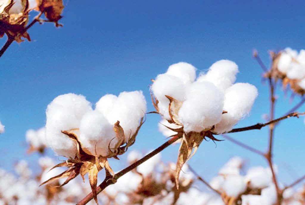 كينج توت للاستيراد والتصدير