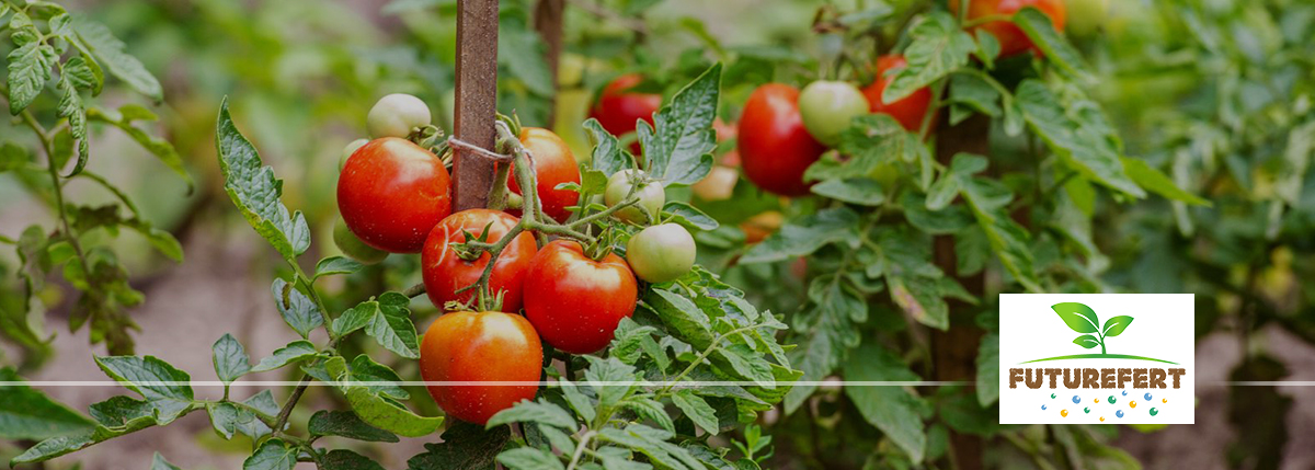 فيوتشر فيرت للاسمدة والصناعات الكيماوية