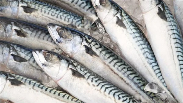 سمك الماكريل.. لماذا طالب أستاذ بيئة بوقف استيراده ومنع دخوله مصر؟