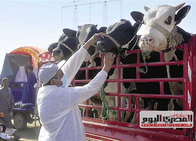 فريق أبحاث مصرى يبتكر علاجًا لـ«الحمى القلاعية»