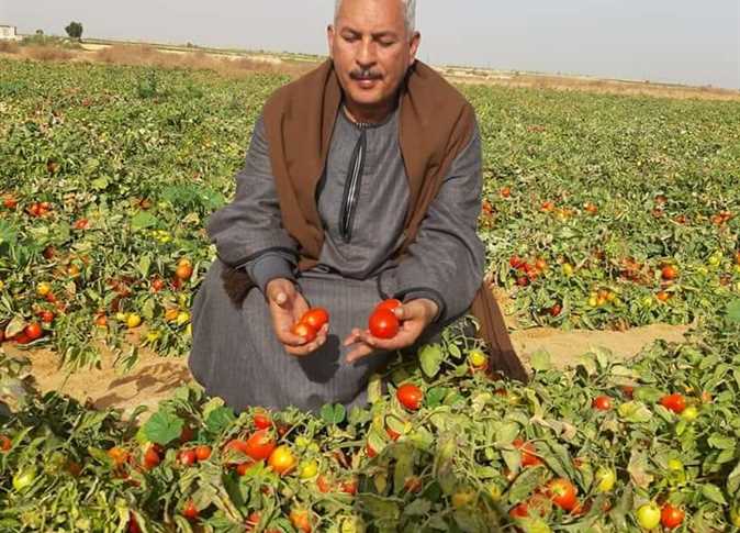 الكيلو وصل لـ50 جنيهًا.. نقيب الفلاحين يكشف موعد انخفاض أسعار الطماطم